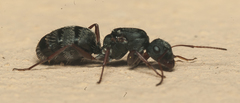 Myrmisolepis