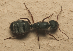 Myrmisolepis
