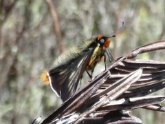 Metardaris cosinga