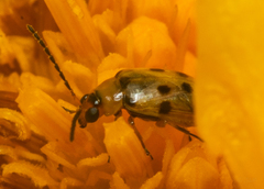 Afromaculepta
