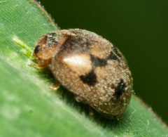 Afidentula godarti