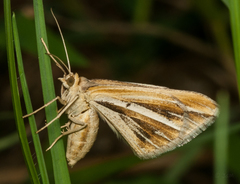 Chiasmia turbulentata