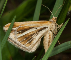Chiasmia turbulentata