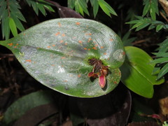Pleurothallis matudana