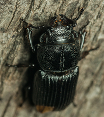 Nigidius delegorguei