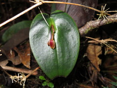 Pleurothallis matudana