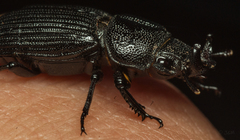 Nigidius delegorguei