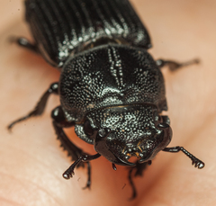 Nigidius delegorguei