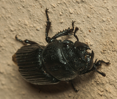 Nigidius delegorguei