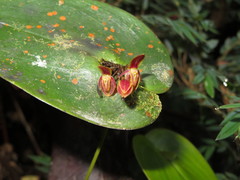 Pleurothallis matudana