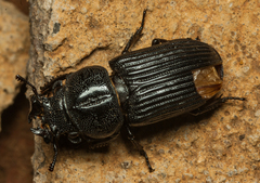 Nigidius delegorguei
