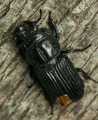 Nigidius delegorguei