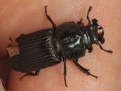 Nigidius delegorguei