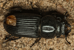 Nigidius delegorguei
