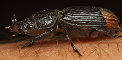 Nigidius delegorguei