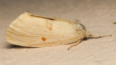 Euproctis bicolor