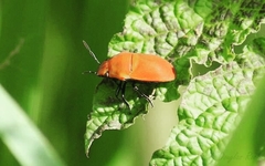 Agonosoma flavolineatum