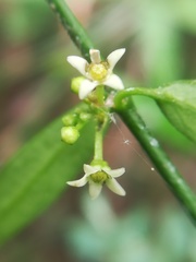 Orthosia kunthii