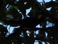 Iridosornis reinhardti
