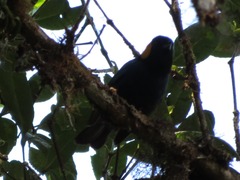 Iridosornis reinhardti