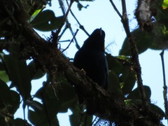 Iridosornis reinhardti