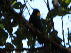 Iridosornis reinhardti