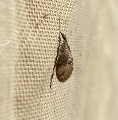 Sympherobius barberi