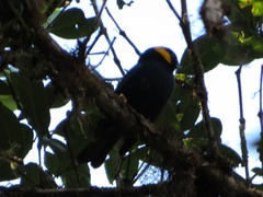 Iridosornis reinhardti