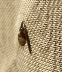 Sympherobius barberi