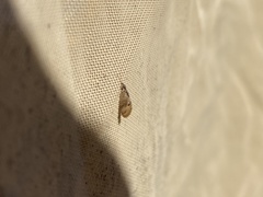 Sympherobius barberi