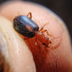 Brachinus sclopeta