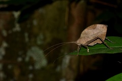 Typophyllum trapeziforme