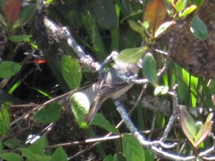 Knipolegus poecilurus