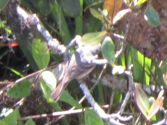 Knipolegus poecilurus