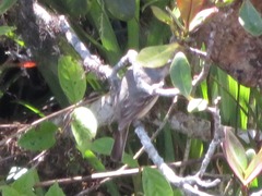 Knipolegus poecilurus
