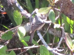 Knipolegus poecilurus