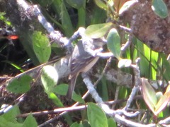 Knipolegus poecilurus