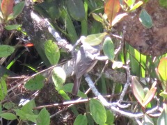 Knipolegus poecilurus