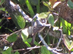 Knipolegus poecilurus