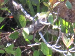 Knipolegus poecilurus