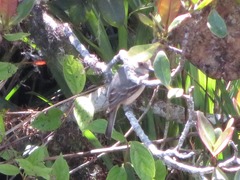 Knipolegus poecilurus