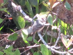 Knipolegus poecilurus