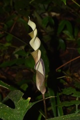 Anaphyllopsis americana