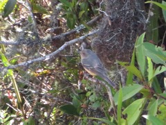 Knipolegus poecilurus