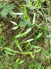 Orthosia kunthii