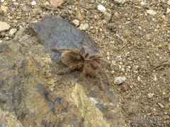 Plesiopelma longisternale