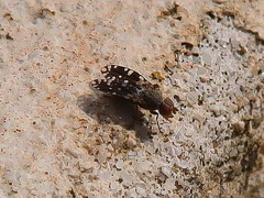 Spathulina sicula