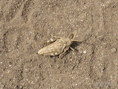 Spathalium audouinii