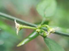 Orthosia kunthii