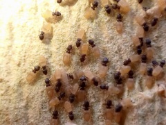 Liposcelis meridionalis